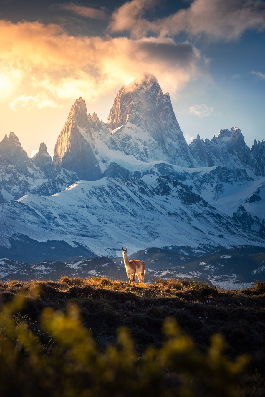 Winning photo, a guanaco below Fitz Roy, Austrian National Award for Professional Photography 2025