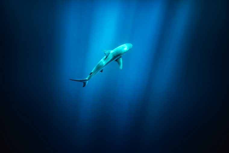 A shark gliding through deep blue water off Hawaii
