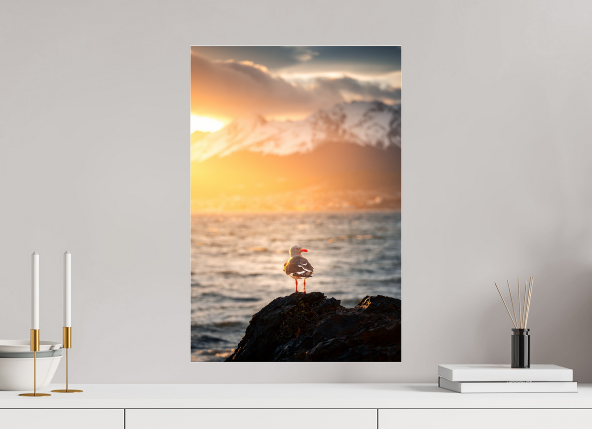 40 x 60 cm, Photo Print Under Acrylic Glass Seagull at Sunset, Ushuaia