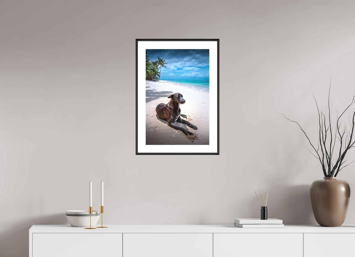 40 x 60 cm, Rahmen-Schwarz Beach Dog at Rarotonga, Cook Islands