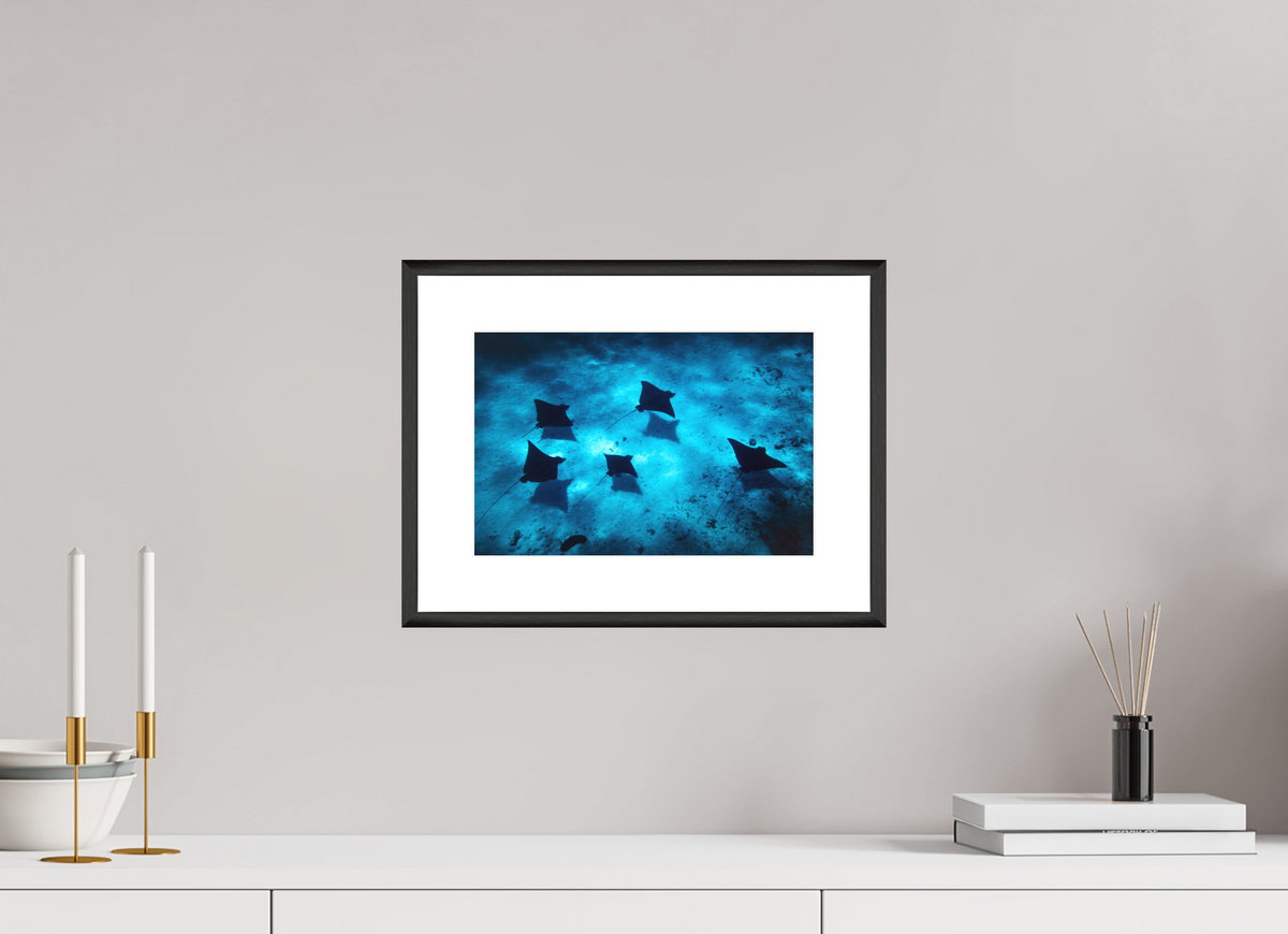 30 x 20 cm, Rahmen-Schwarz Eagle Rays in the Lagoon, Bora Bora