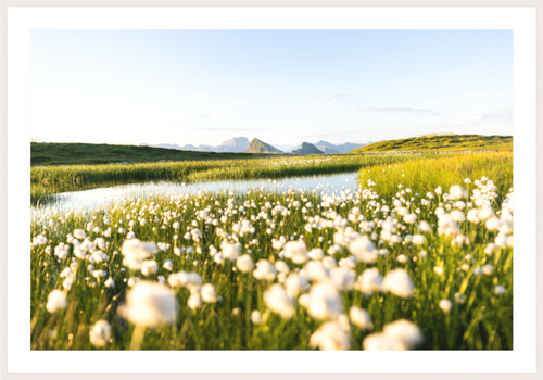 Main image Alpine Cotton Grass by the Pond