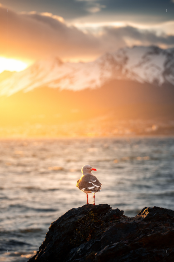 Main image Seagull at Sunset, Ushuaia