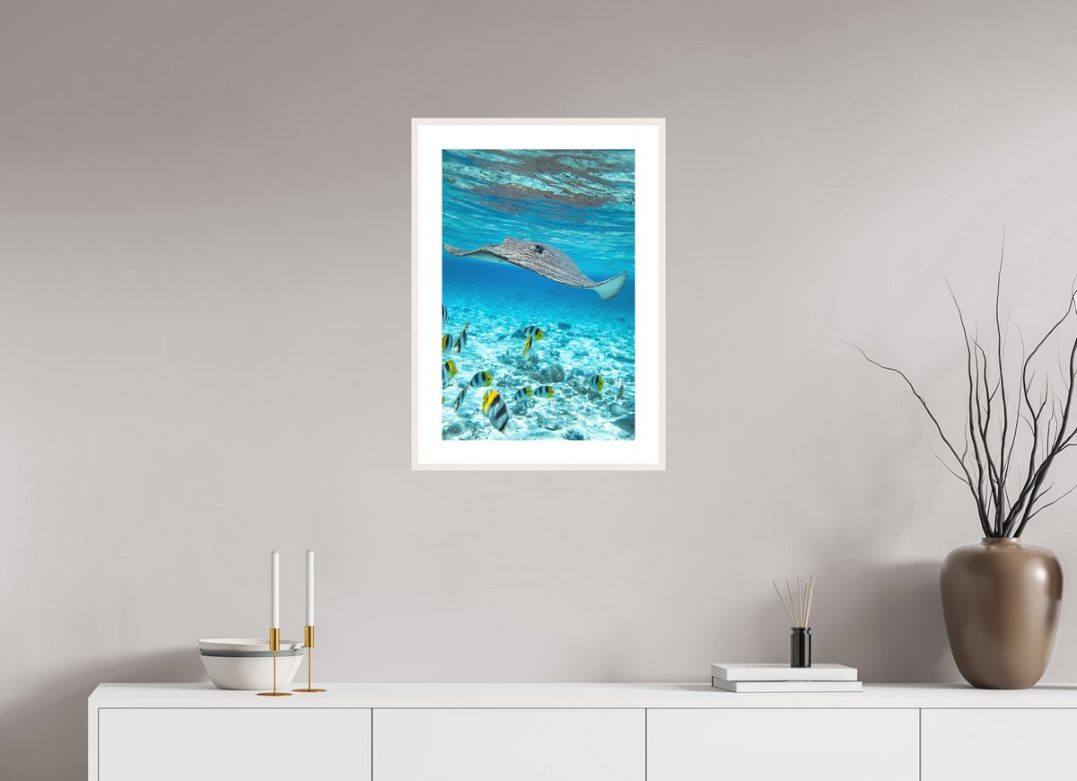 40 x 60 cm, Rahmen-Weiß Stingray off Rarotonga, Cook Islands