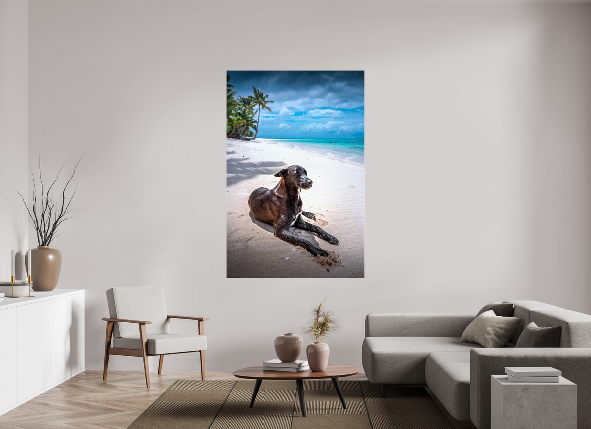 120 x 180 cm, Photo Print Under Acrylic Glass Beach Dog at Rarotonga, Cook Islands