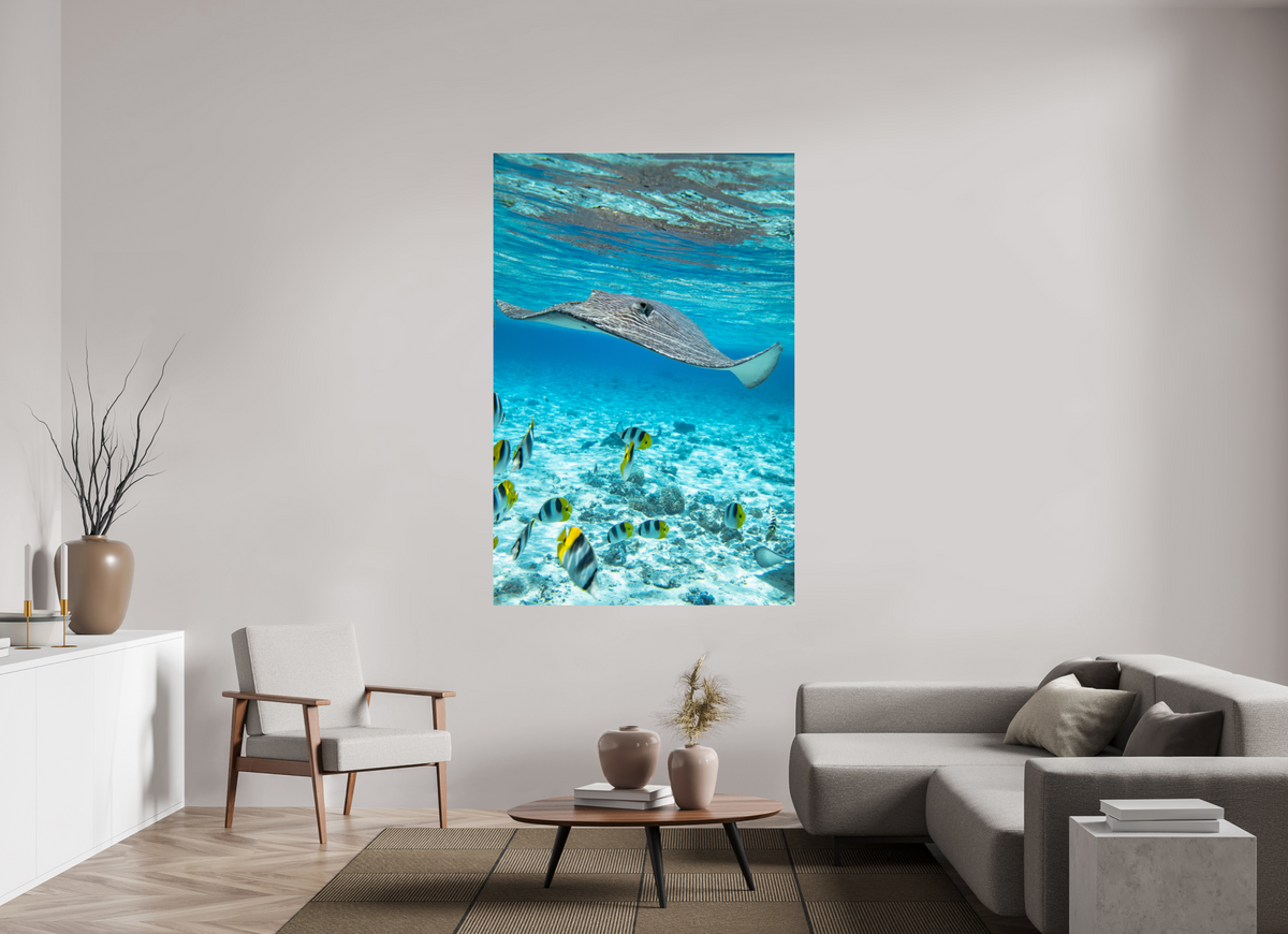 120 x 180 cm, Photo Print Under Acrylic Glass Stingray off Rarotonga, Cook Islands