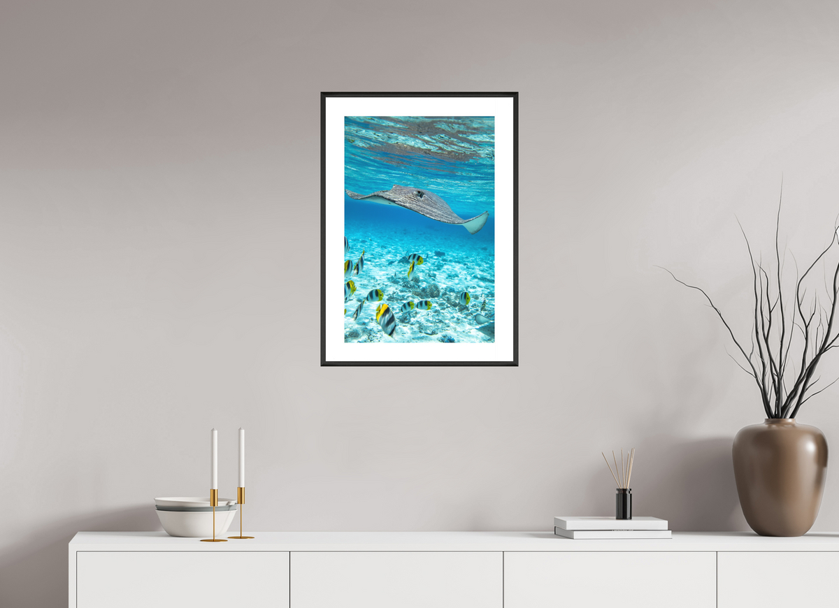 40 x 60 cm, Rahmen-Schwarz Stingray off Rarotonga, Cook Islands