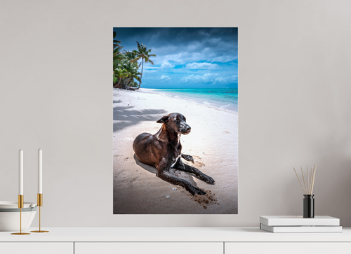 40 x 60 cm, Photo Print Under Acrylic Glass Beach Dog at Rarotonga, Cook Islands