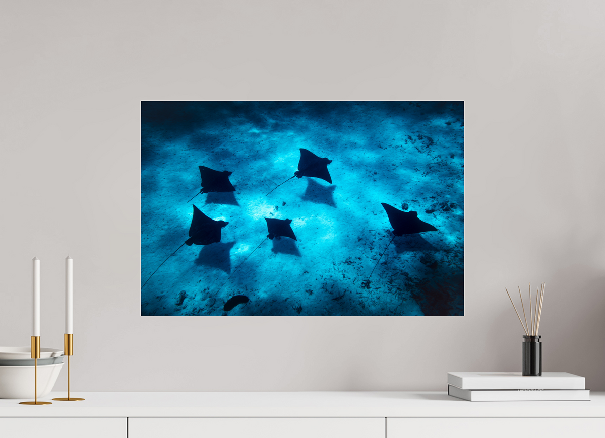 60 x 40 cm, Photo Print Under Acrylic Glass Eagle Rays in the Lagoon, Bora Bora
