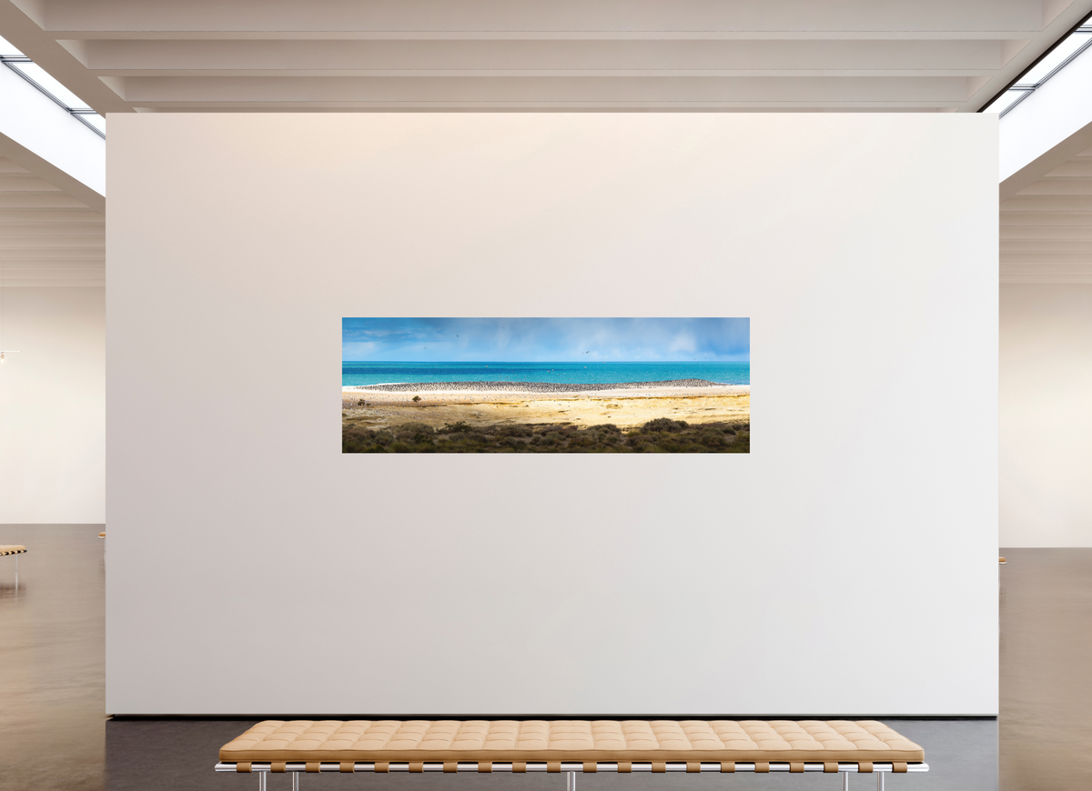 240 x 80 cm, Papierprint ohne Rahmen Penguins on the Beach, Argentine Patagonia