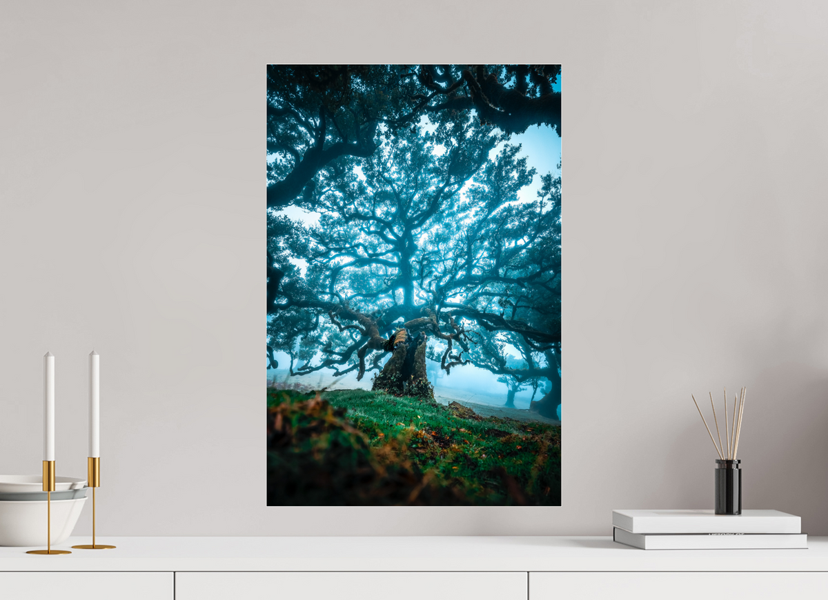 40 x 60 cm, Photo Print Under Acrylic Glass Old Laurel Tree in the Light, Madeira