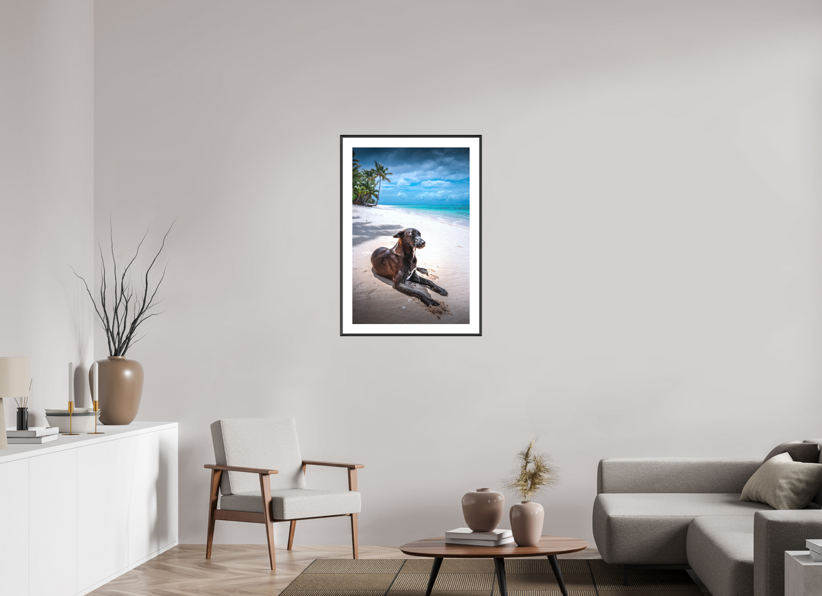 60 x 90 cm, Rahmen-Schwarz Beach Dog at Rarotonga, Cook Islands