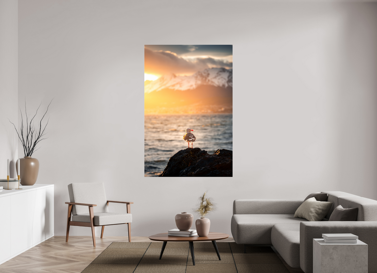 120 x 180 cm, Photo Print Under Acrylic Glass Seagull at Sunset, Ushuaia