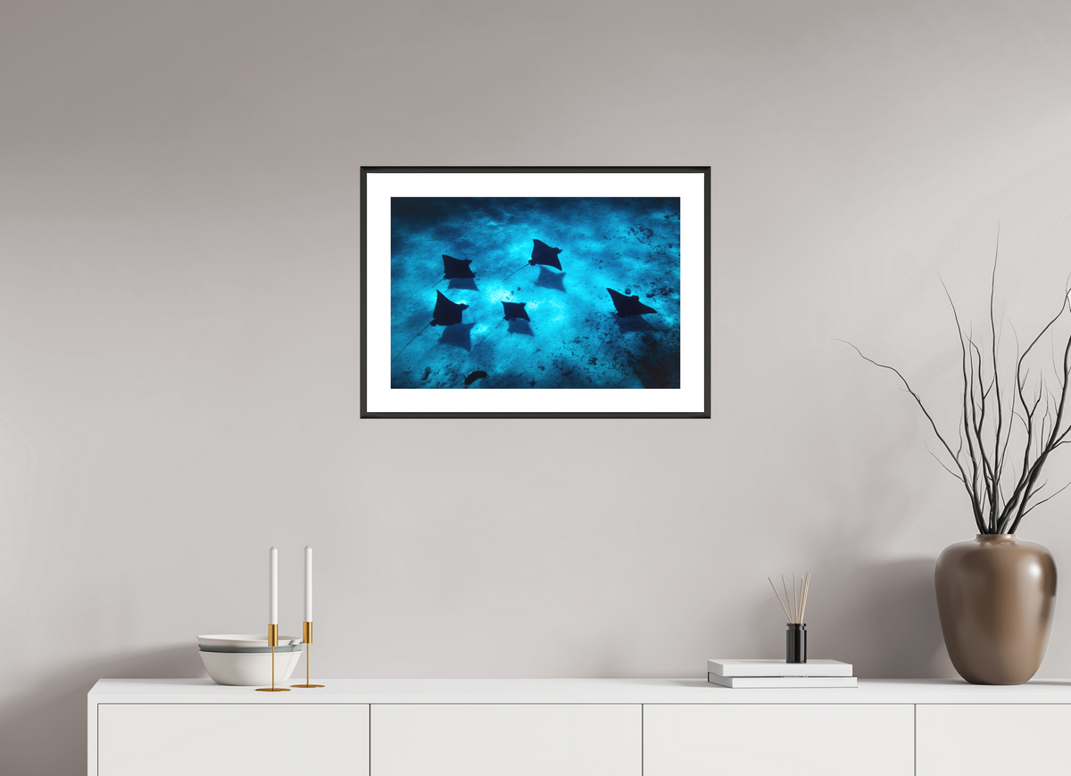 60 x 40 cm, Rahmen-Schwarz Eagle Rays in the Lagoon, Bora Bora