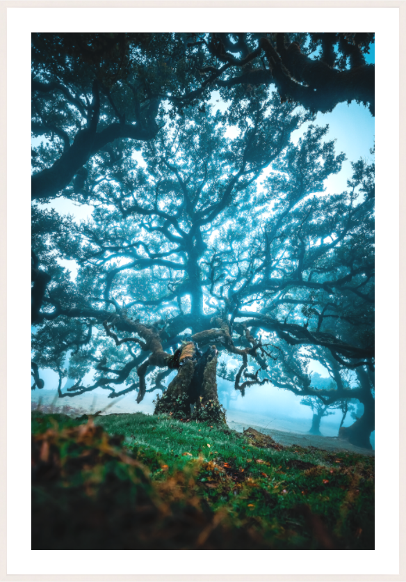 Main image Old Laurel Tree in the Light, Madeira