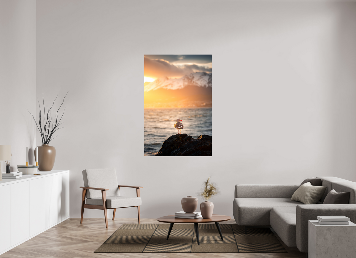 100 x 150 cm, Photo Print Under Acrylic Glass Seagull at Sunset, Ushuaia