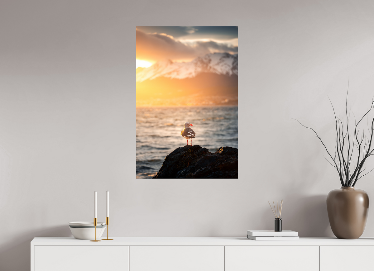 60 x 90 cm, Photo Print Under Acrylic Glass Seagull at Sunset, Ushuaia