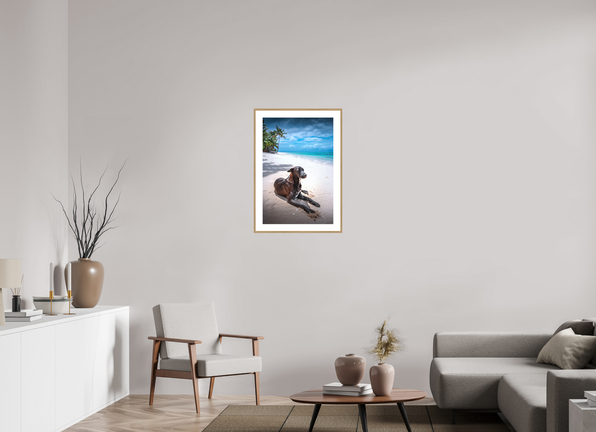 50 x 75 cm, Rahmen-Holzoptik Beach Dog at Rarotonga, Cook Islands