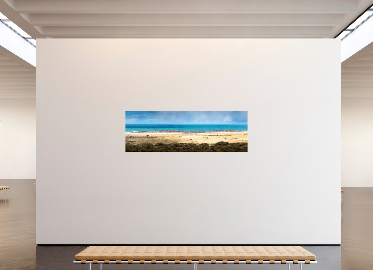 210 x 70 cm, Photo Print Under Acrylic Glass Penguins on the Beach, Argentine Patagonia