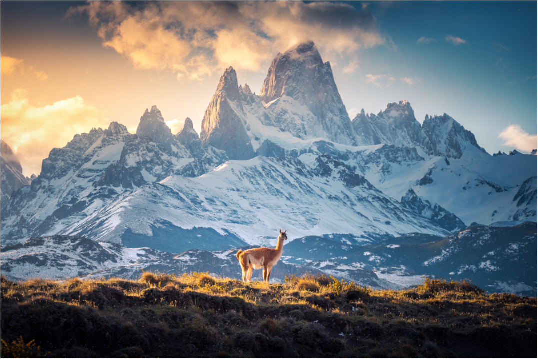 Main image Guanaco at Fitz Roy, Patagonia