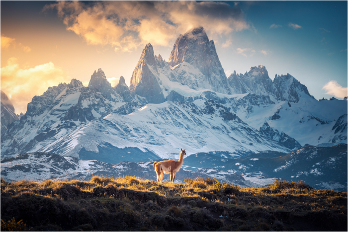 Main image Guanaco at Fitz Roy, Patagonia