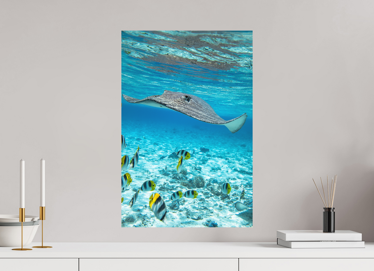 40 x 60 cm, Papierprint ohne Rahmen Stingray off Rarotonga, Cook Islands