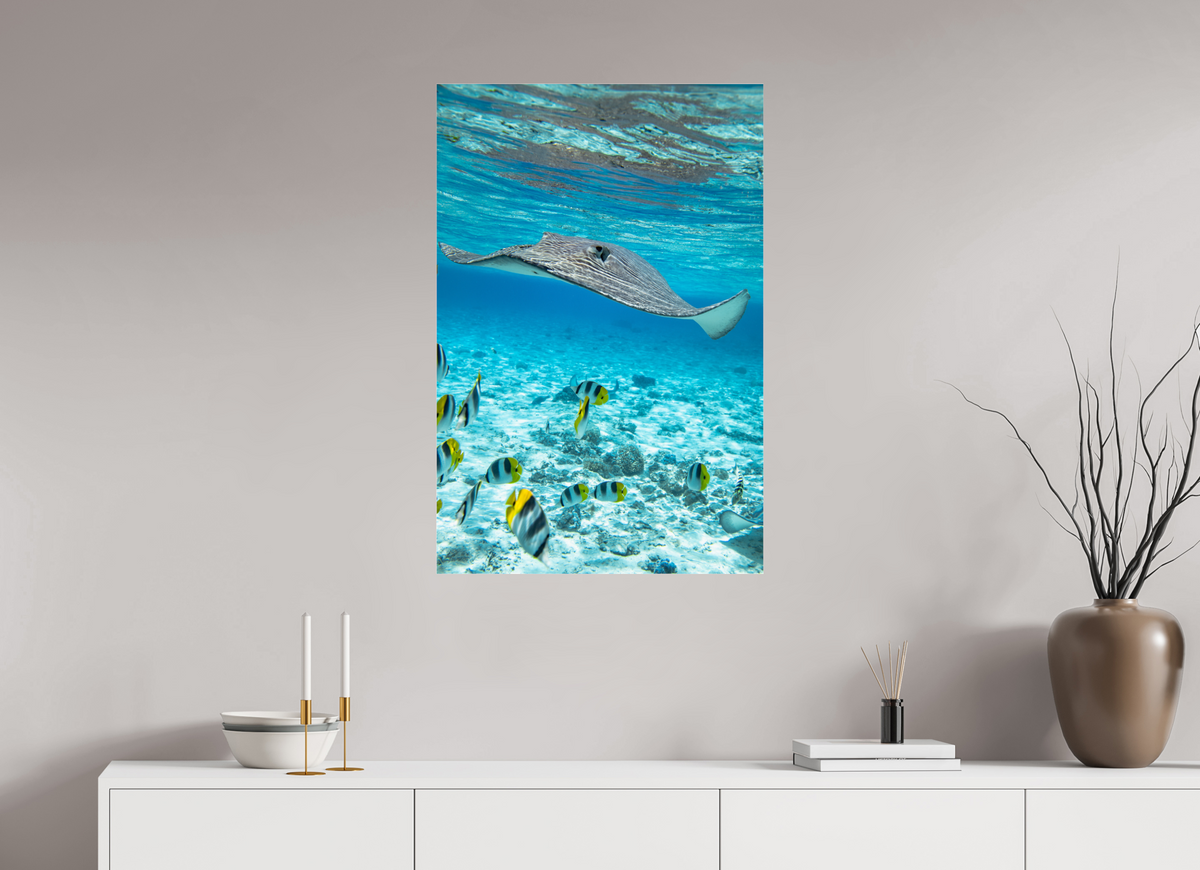 60 x 90 cm, Photo Print Under Acrylic Glass Stingray off Rarotonga, Cook Islands