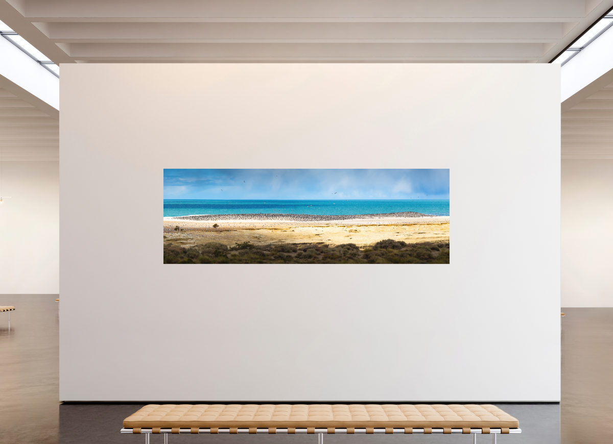 300 x 100 cm, Papierprint ohne Rahmen Penguins on the Beach, Argentine Patagonia
