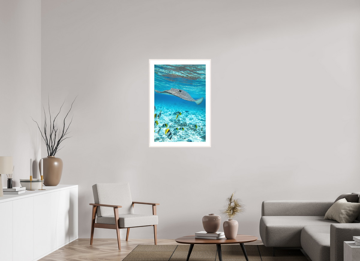 60 x 90 cm, Rahmen-Weiß Stingray off Rarotonga, Cook Islands