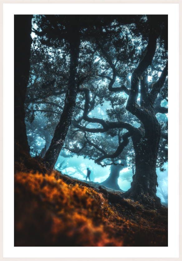 Main image Enchanted Forest, Fanal, Madeira