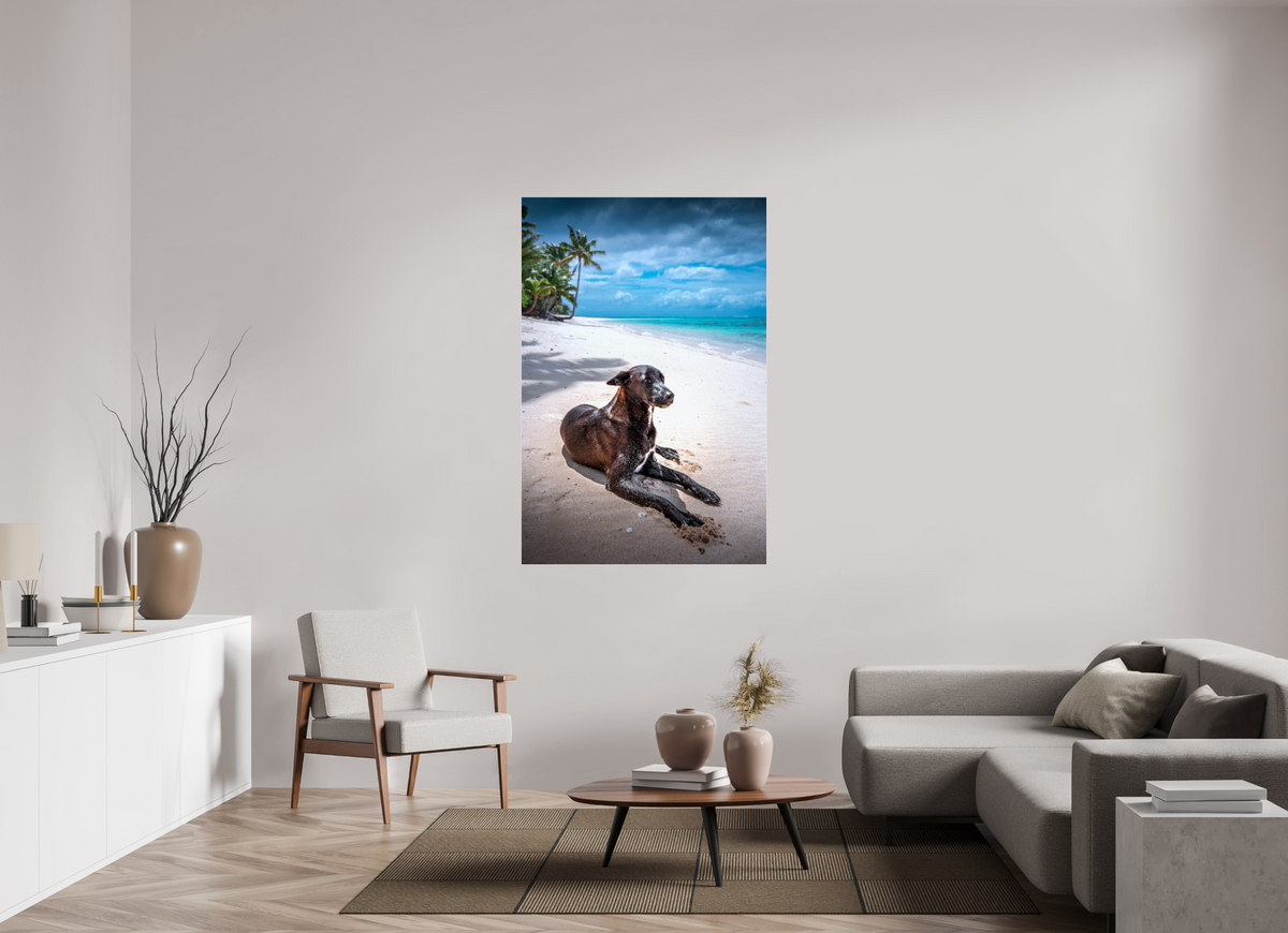 100 x 150 cm, Photo Print Under Acrylic Glass Beach Dog at Rarotonga, Cook Islands