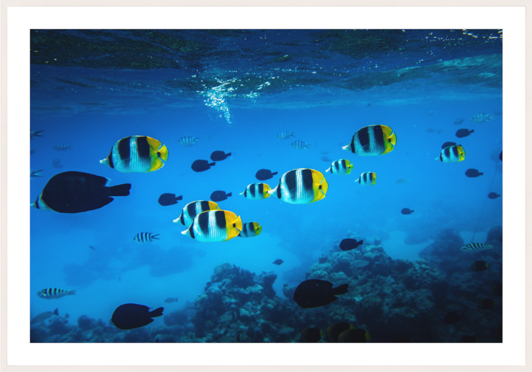 Main image Tropical Fish, Bora Bora