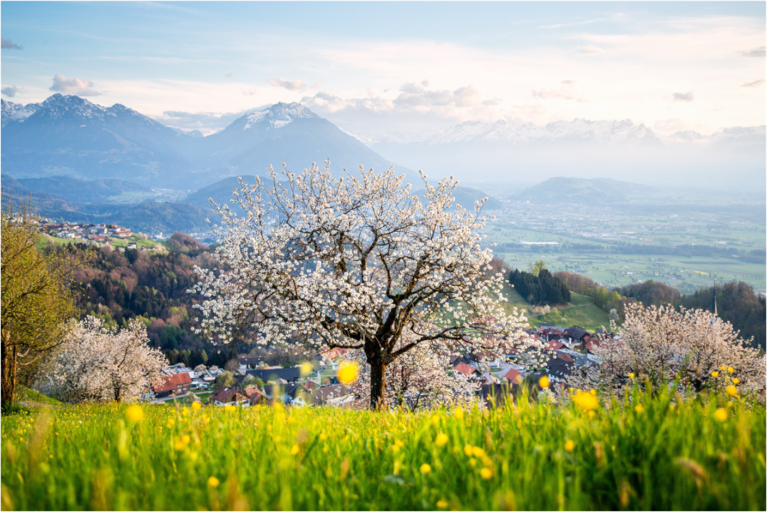 Main image Spring Cherry Tree Meadow, Fraxern