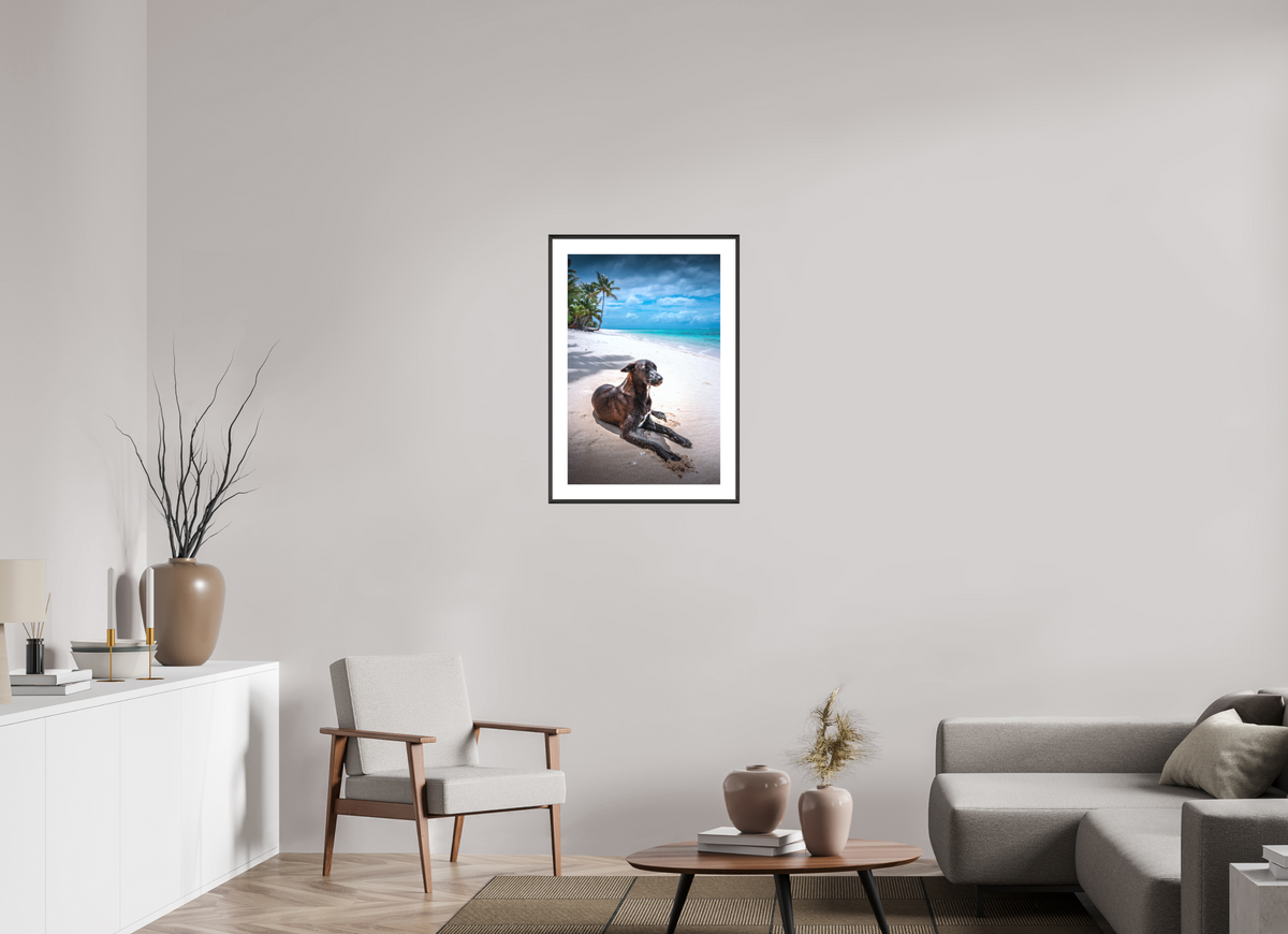 50 x 75 cm, Rahmen-Schwarz Beach Dog at Rarotonga, Cook Islands
