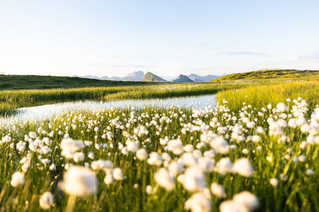 Photo Alpine Cotton Grass by the Pond