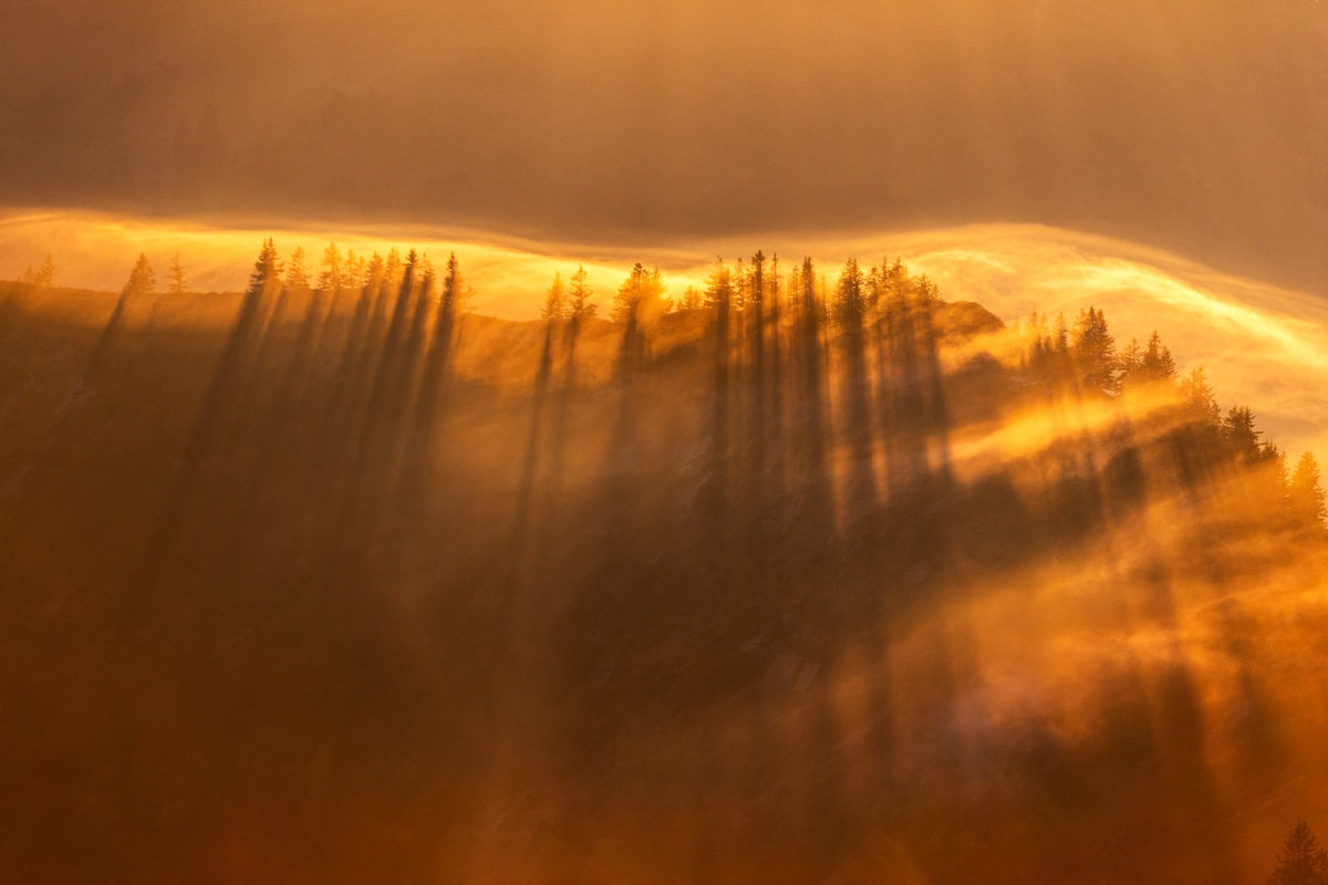 Photo Autumn Fog in the Forest, Austria