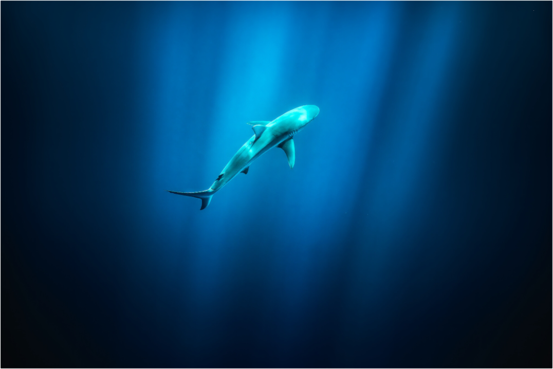 Main image Shark in Hawaiian Blue Waters