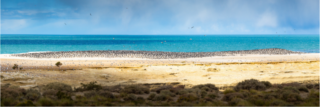 Main image Penguins on the Beach, Argentine Patagonia