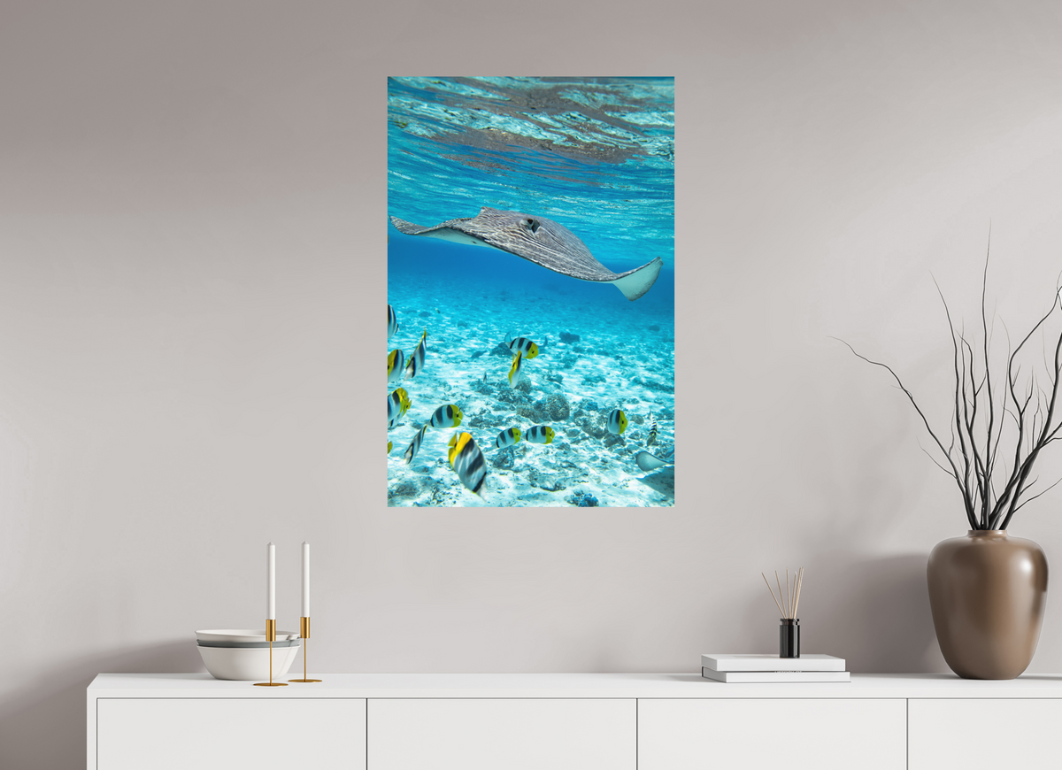 60 x 90 cm, Papierprint ohne Rahmen Stingray off Rarotonga, Cook Islands