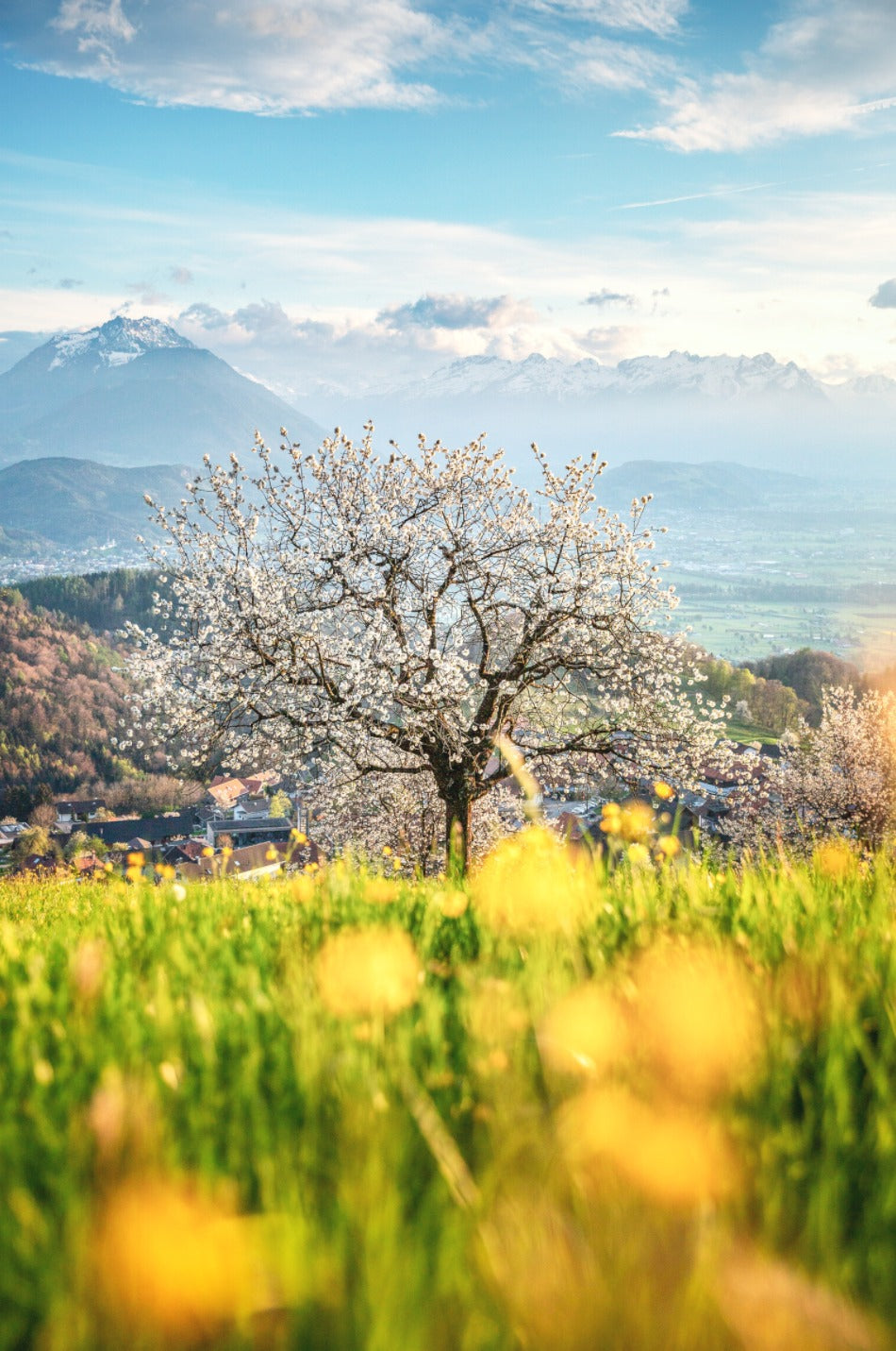 Photo Cherry Blossom in Fraxern, Vorarlberg