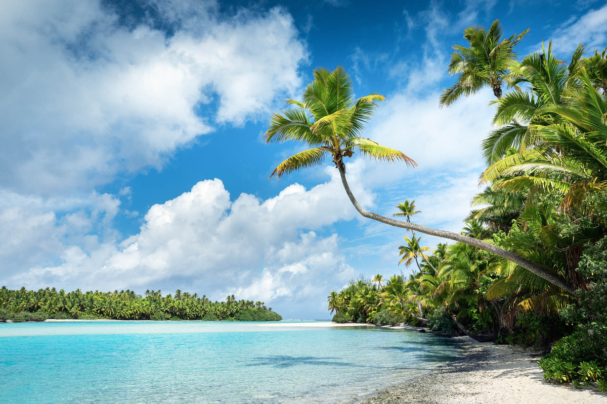 Photo Curved Palm Over the Lagoon, Aitutaki