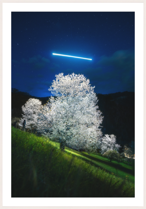 Main image Blossoming Tree Under a Line of Light