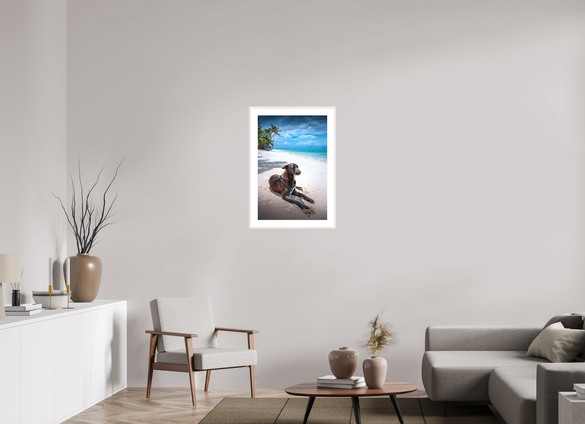 50 x 75 cm, Rahmen-Weiß Beach Dog at Rarotonga, Cook Islands