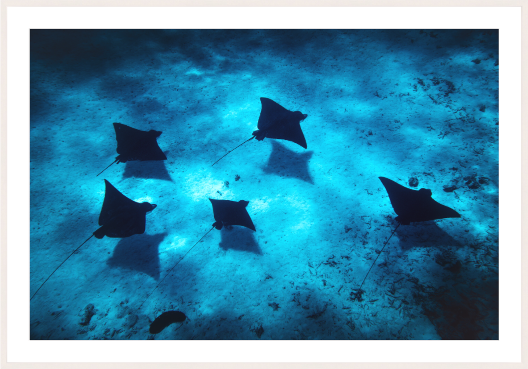 Main image Eagle Rays in the Lagoon, Bora Bora