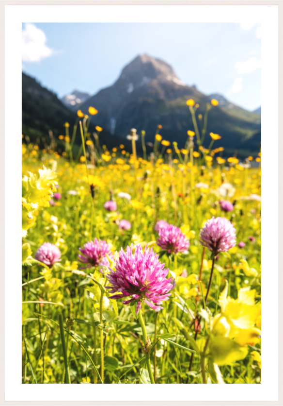 Main image Wildflower Meadow Below the Peak