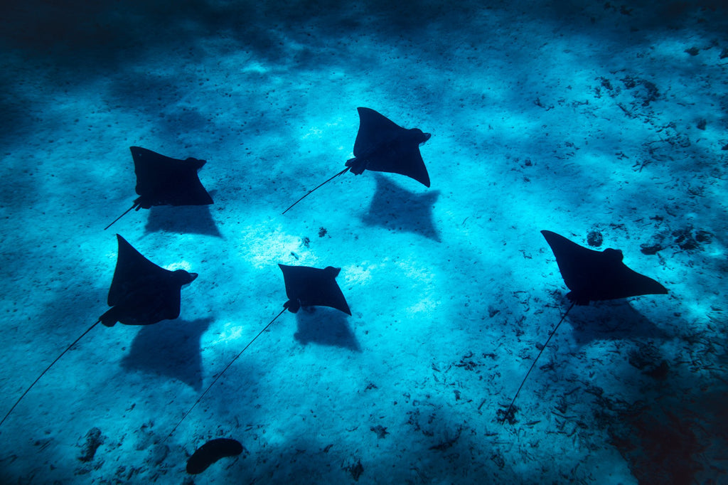 Photo Eagle Rays in the Lagoon, Bora Bora