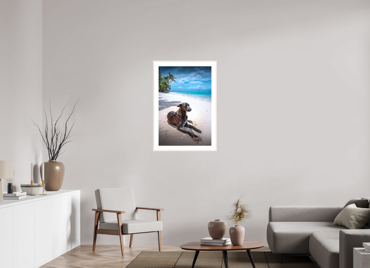 60 x 90 cm, Rahmen-Weiß Beach Dog at Rarotonga, Cook Islands