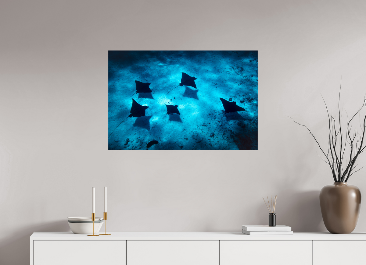 90 x 60 cm, Photo Print Under Acrylic Glass Eagle Rays in the Lagoon, Bora Bora