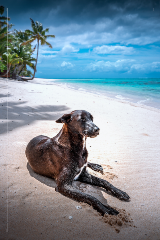 Main image Beach Dog at Rarotonga, Cook Islands