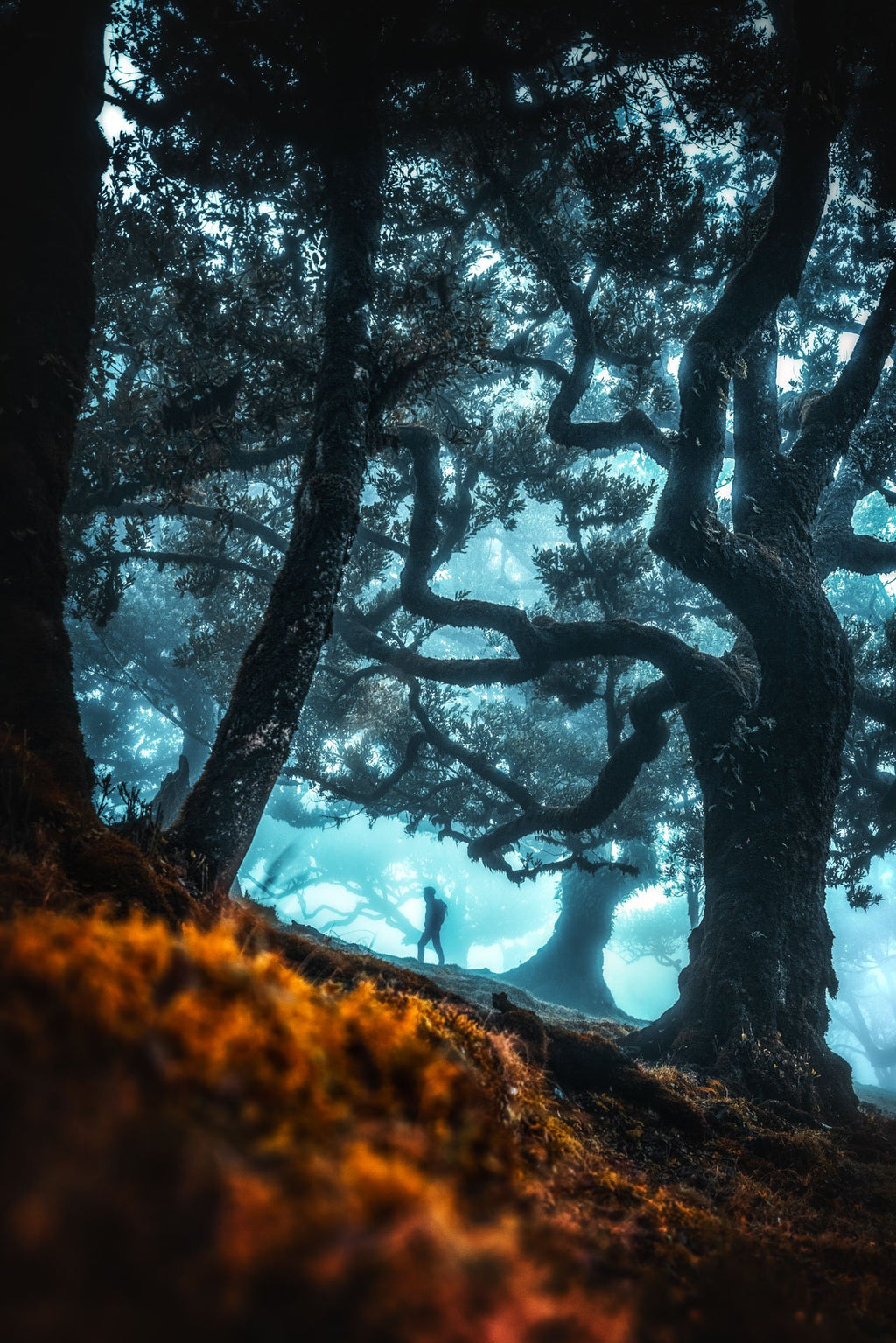 Photo Enchanted Forest, Fanal, Madeira